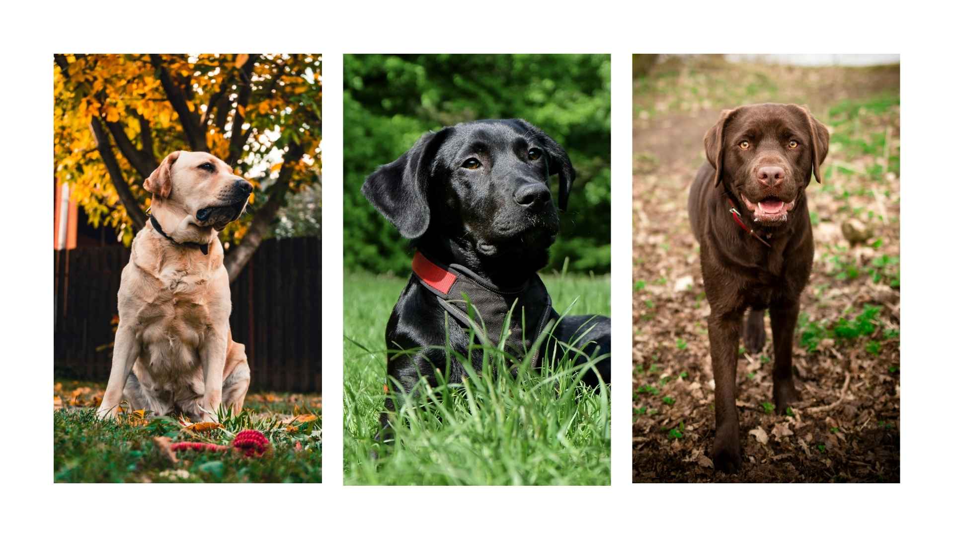 Labrador Retriever